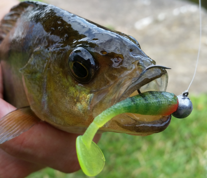 Another fish falls to the lethal Fox Rage Micro Fry