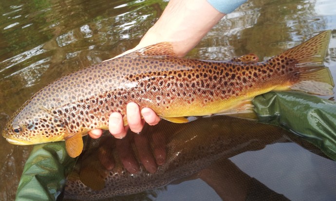 River Usk Trout Fishing