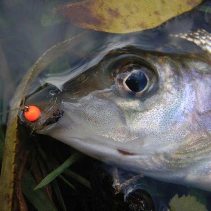 2014-11-20 14.06.06.jpg image