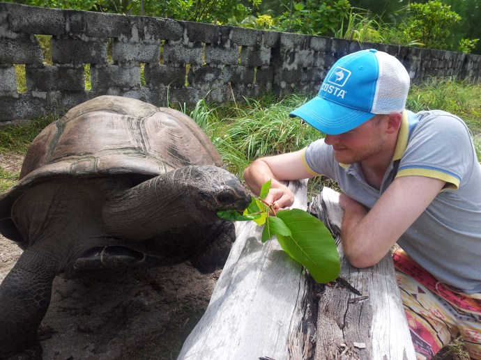 Giant Tortoises on Desroches