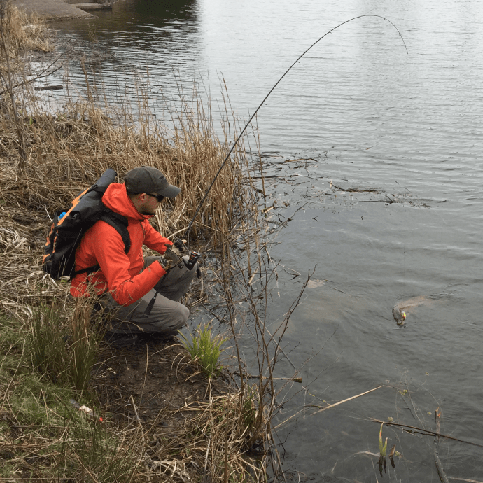 Guiding the first pike in months to hand