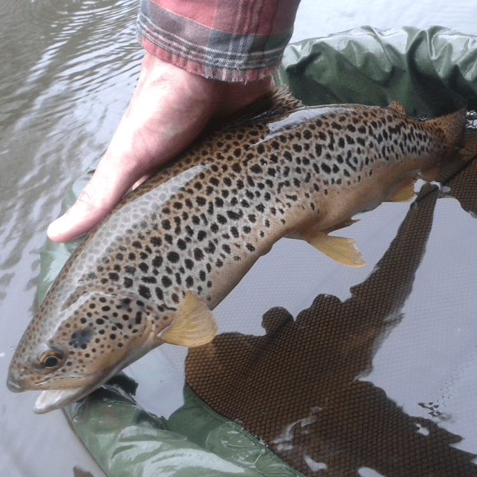 A really unique and beautiful wild fish on a cdc Brook Dun