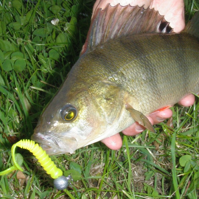 Those Perch just love the grubs!