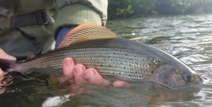 Rich kept the grayling coming but the brownies seemed to dominate all the feeding areas still...