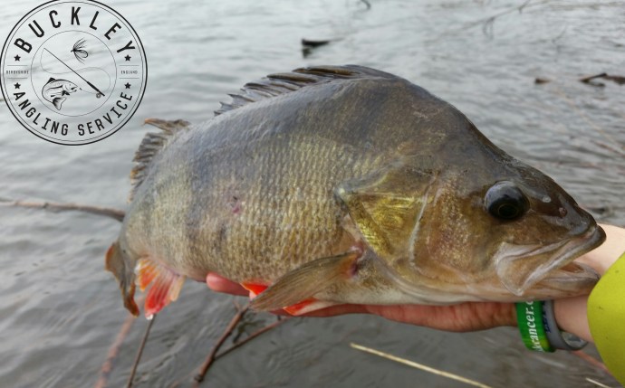 Perch lure fishing pike spinning